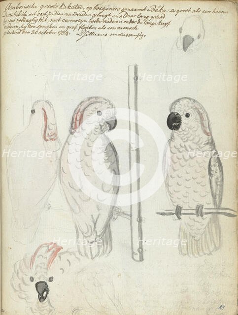 Cockatoo from Ambon, 1784. Creator: Jan Brandes.