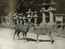 'My Dear! A Study at Nara', 1910. Creator: Herbert Ponting.