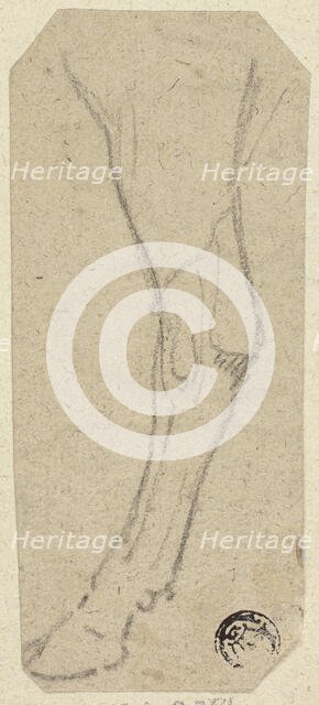 Cow's Leg, n.d. Creator: Unknown.