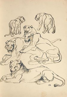 Six cougars, 1914. Creator: Franz Barwig the Elder.
