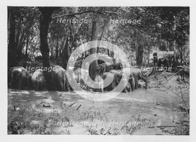 'Elephant Kraaling in Ceylon at a Waterhole inside the Stockade', c1890, (1910). Artist: Alfred William Amandus Plate.