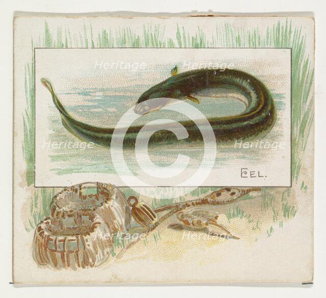 Eel, from Fish from American Waters series (N39) for Allen & Ginter Cigarettes, 1889. Creator: Allen & Ginter.