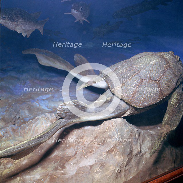 Model of a Bothriolepsis. Artist: Unknown