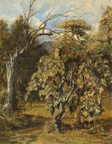 A Vineyard, Gensano, Rome, 1833 - 1838. Creator: Robert Scott Lauder.