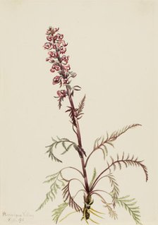 Elephanthead (Pedicularis groenlandica), 1916. Creator: Mary Vaux Walcott.