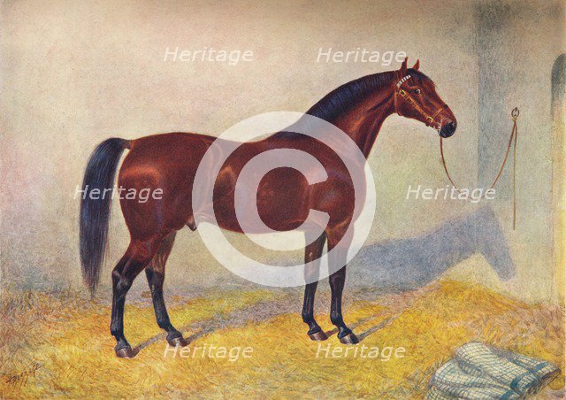 Cleveland Bay stallion Sultan, c1902 (c1910). Artist: Frank Babbage.