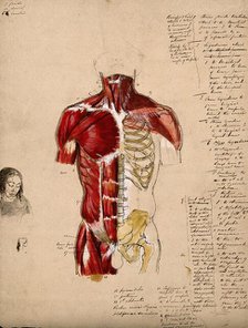 Dissection of the trunk: front view, showing the bones and muscles, with a small..., 1800-1899. Creator: Unknown.