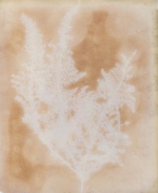 Thapsia Asclepium from Corfu, 1839-40. Creator: William Henry Fox Talbot.