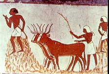 Agricultural scene, fresco in the tomb of Menna (scribe of Tutmés IV), belonging to the XVIII Dyn…