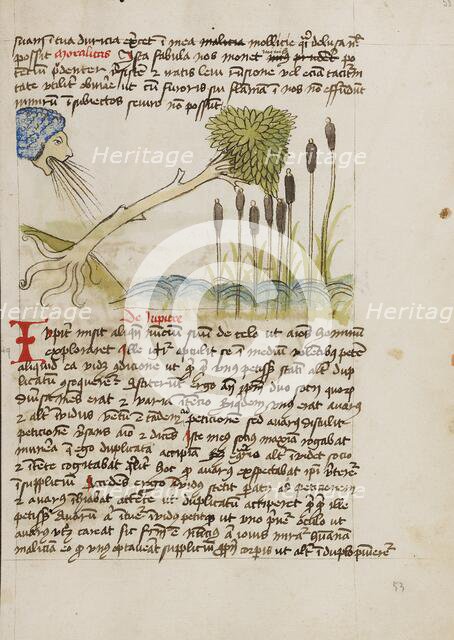 An Oak Tree Up-Rooted by Strong Winds; Fables, third quarter of 15th century. Creator: Unknown.