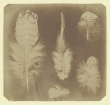 Chicken Feathers, ca. 1840. Creator: Mervyn Herbert Nevil Story-Maskelyne.