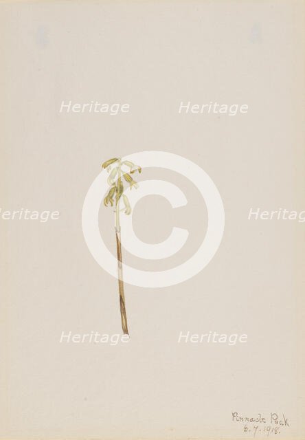 Corathorhiza corallorhiza, 1918. Creator: Mary Vaux Walcott.