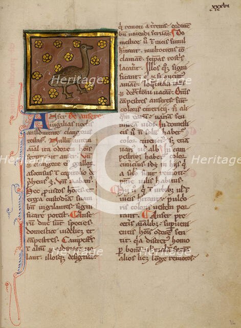 A Goose; Bestiary, about 1270. Creator: Unknown.