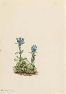 Bluegreen Gentian (Gentiana glauca), 1916. Creator: Mary Vaux Walcott.