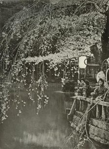 'Cherry-Blossom Time in Japan', 1910. Creator: Herbert Ponting.