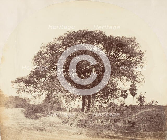 [Banian Tree], 1850s. Creator: Captain R. B. Hill.