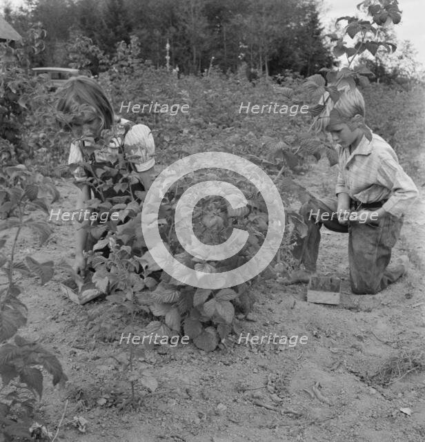 Arnold children picking raspberries in the new berry patch, Michigan Hill, Western Washington, 1939. Creator: Dorothea Lange.
