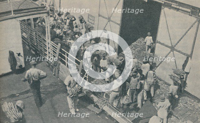 'Natives loading bananas at Kingston, Jamaica, chant Scottish psalms', 1937. Artist: Unknown.
