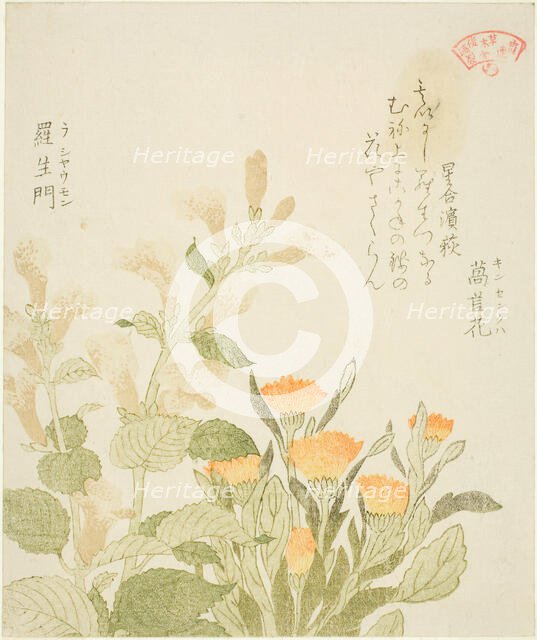 Marigold (Kinsenka) and Rashomon Flowers, from the series "Collection of Plants for the..., 1810s. Creator: Kubo Shunman.
