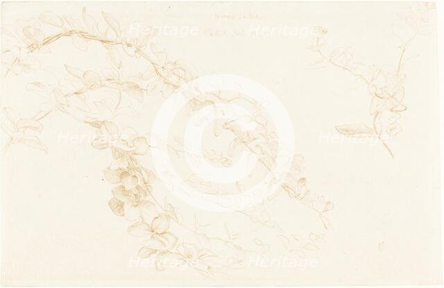 Honeysuckle, 1878. Creator: Edward John Poynter.