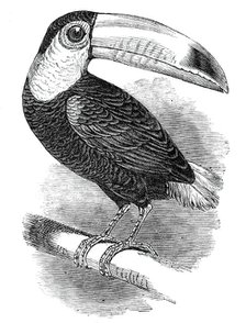 Toucan, at the Surrey Zoological Gardens, 1844.  Creator: Unknown.