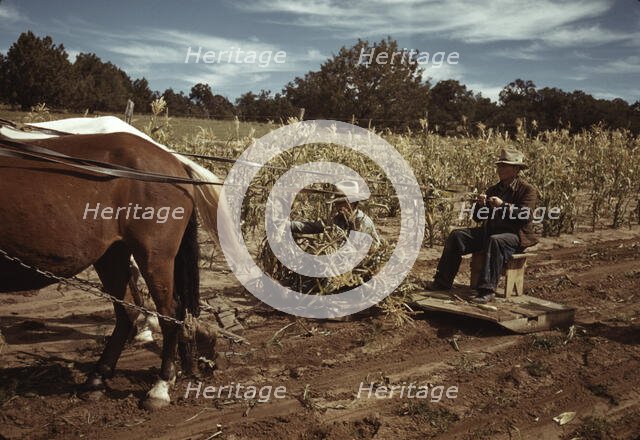 Harvesting corn, Pie Town, New Mexico, 1940. Creator: Russell Lee.