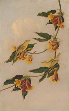 Yellow Warbler, 1830-1833. Creator: Joseph Bartholomew Kidd.