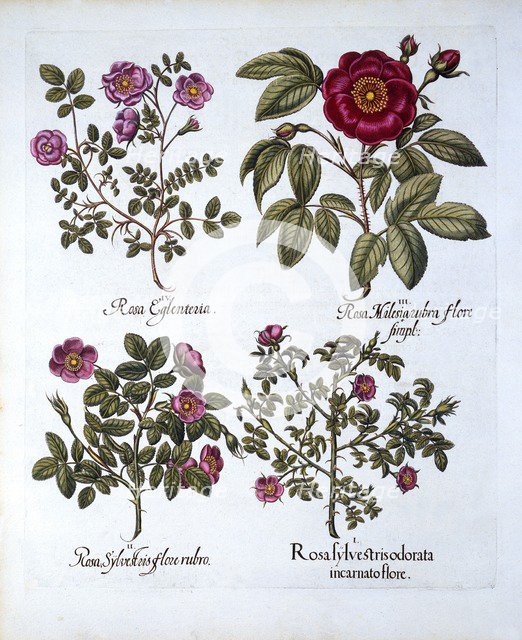Four variets of Dog Rose, from 'Hortus Eystettensis', by Basil Besler (1561-1629), pub. 1613 (hand-c