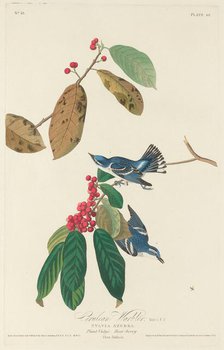 Cerulean Warbler, 1828. Creator: Robert Havell.