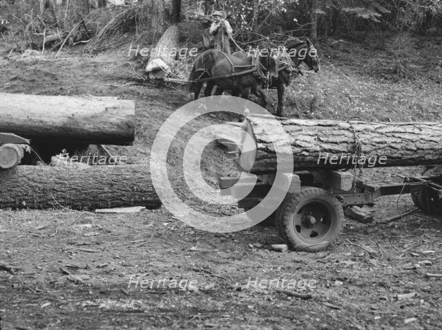 Members of Ola self-help sawmill co-op snaking a fir log down..., Gem County, Idaho, 1939. Creator: Dorothea Lange.