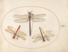 Plate 54: Three Dragonflies, c. 1575/1580. Creator: Joris Hoefnagel.