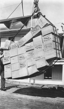Loading boxes of salmon Petersburg, between c1900 and c1930. Creator: Unknown.