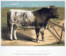 'Shorthorn Bull 'Ironclad'', 1875. Artist: Anon