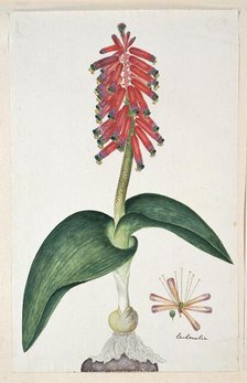 Lachenalia bulbifera (Cirillo) Engl., 1777-1786. Creator: Robert Jacob Gordon.