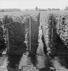 Beanfield showing irrigation, near West Stayton, Marion County, Oregon, 1939. Creator: Dorothea Lange.