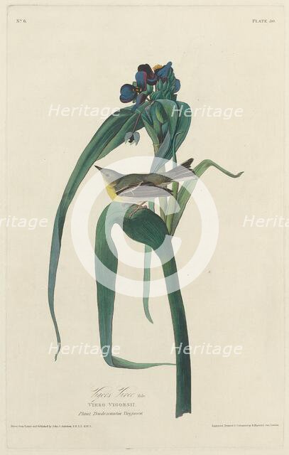 Vigors Vireo, 1828. Creator: Robert Havell.