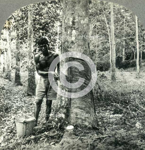 'Ona Large Rubber Tree Plantation near Suva, Fiji Island - Hindu Laborer Gathering the Sap or Latex  Creator: Unknown.