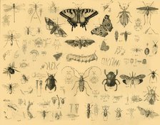 'Insects', c1910. Creator: Unknown.