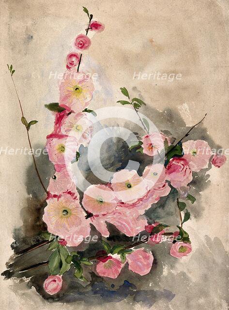 Blossom of an ornamental cherry (Prunus species), c19th century. Creator: Unknown.