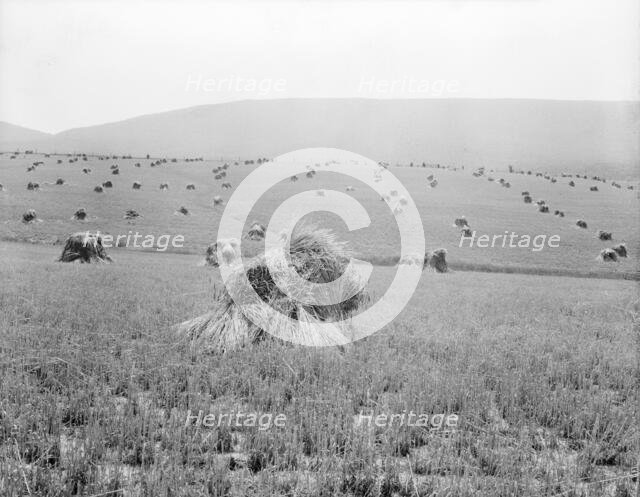 Virginia wheat, Vicinity of Sperryville, 1936. Creator: Dorothea Lange.