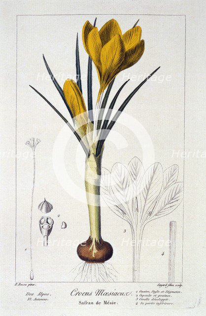 Crocus Maesiacus,  1836. Creator: Panacre Bessa (1772-1846).