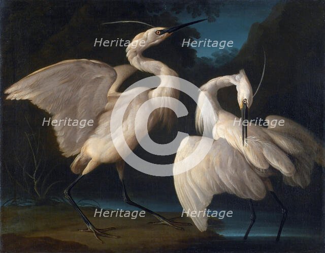 Two Birds, c1730-1740. Creator: Duranti, Giorgio (1683-1768).