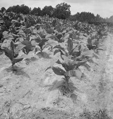 Part of Zollie Lyon's tobacco, nearly ready for priming, Wake County, North Carolina, 1939. Creator: Dorothea Lange.