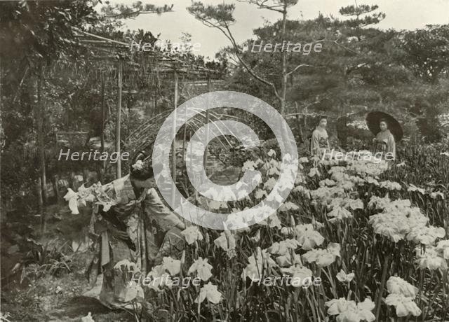 'In An Iris Garden', 1910. Creator: Herbert Ponting.