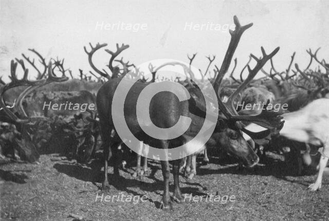 Reindeer, between c1900 and c1930. Creator: Unknown.