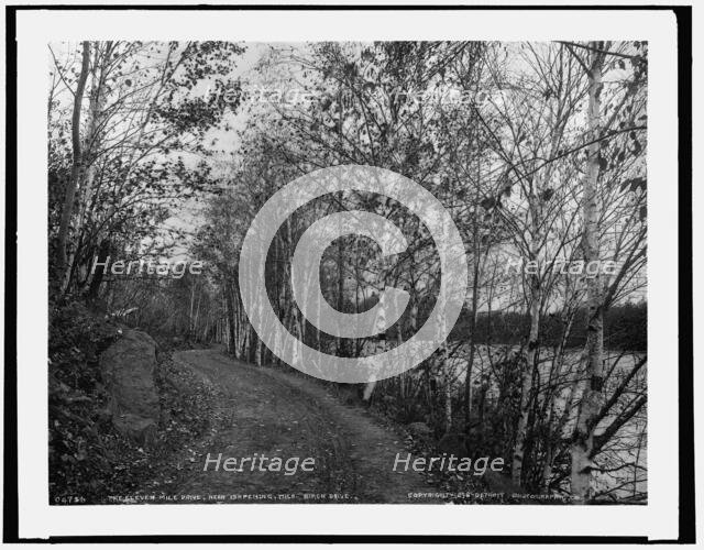 On the eleven mile drive near Ishpeming, Mich., birch drive, c1898. Creator: Unknown.