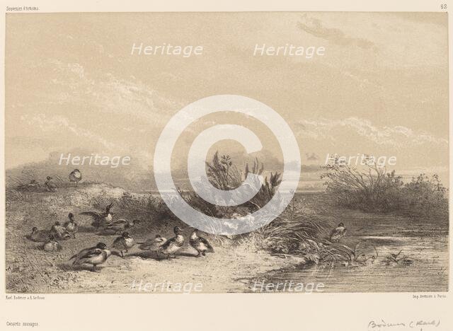 Canards Sauvages. Creator: Karl Bodmer.