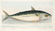 The Mackerel, from A Treatise on Fish and Fish-ponds, pub. 1832 (hand coloured engraving)