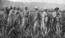 Women tending young sugar canes in Jamaica, 1922. Artist: Unknown