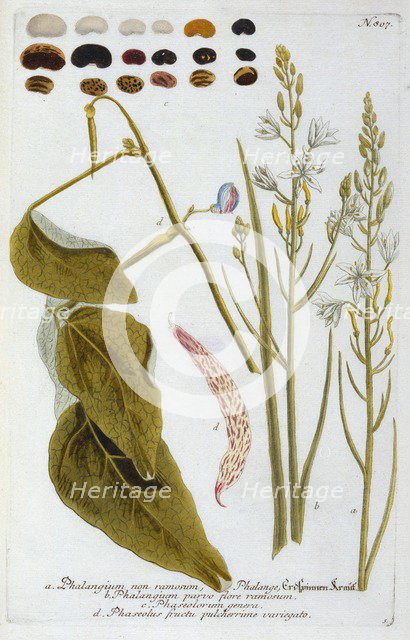 Phalangium, 1737 (hand coloured engraving). Creator: "Georg Dionysius Ehret (1710 - 70); Ehret, Georg Dionysius (1710-1770)".